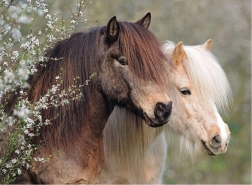 Пъзел Ravensburger Perfect Ponies 150 части
