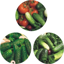 Set of metal canning jar lids Ø 66 with 4 lugs – cucumber motif (10 pcs)