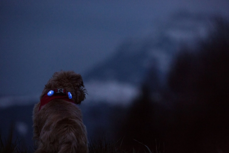 Bright LED light for great visibility