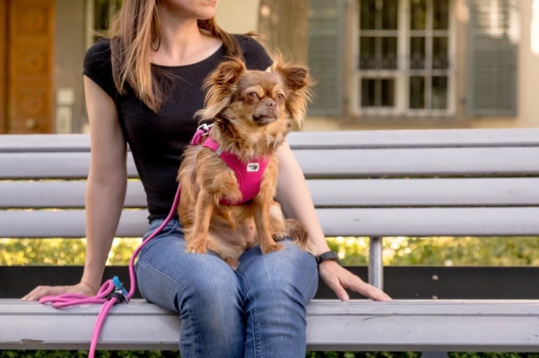 Practical details: accessory ring and poop bag dispenser