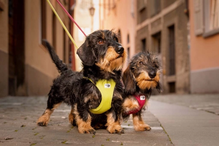 Safer walks: reflective elements and better control