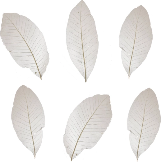Dried Decorative Leaves in White – Set of 10 pcs