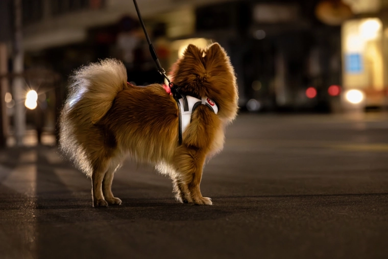 Reflective surface for safer walks in the dark