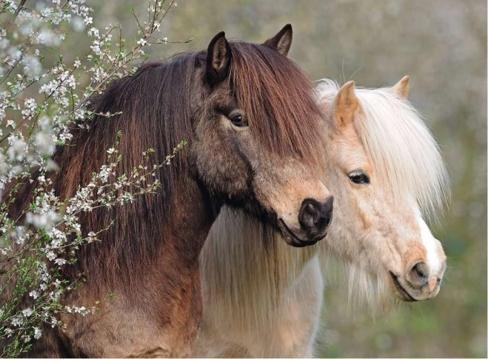 Пъзел Ravensburger Perfect Ponies 150 части