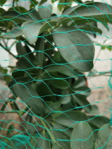 Bird Net 4 × 10 m, mesh 2 × 2 cm, polyethylene