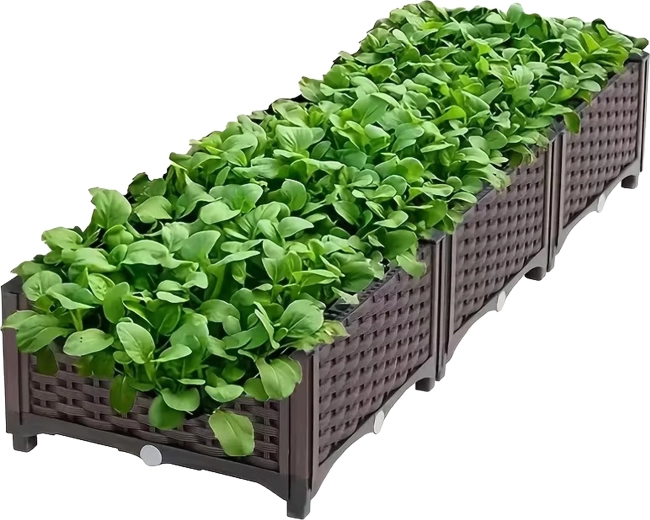 Comfortable growing in a raised planter box
