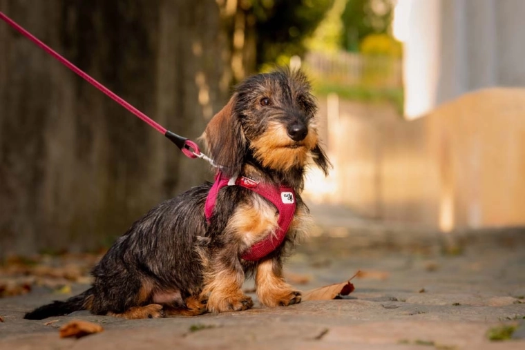 Safer walks thanks to reflective elements