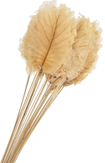 Dried decorative beige leaves 20 pcs