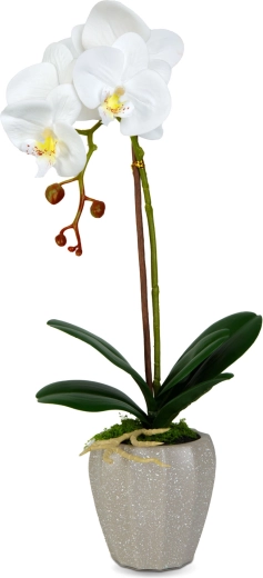 Realistic orchid appearance