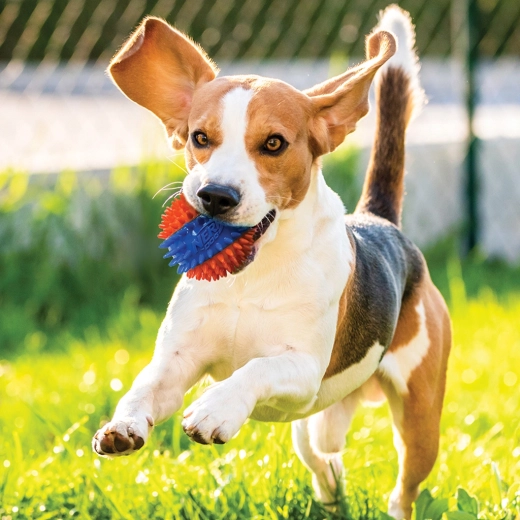 Highly visible ball for outdoor fetch