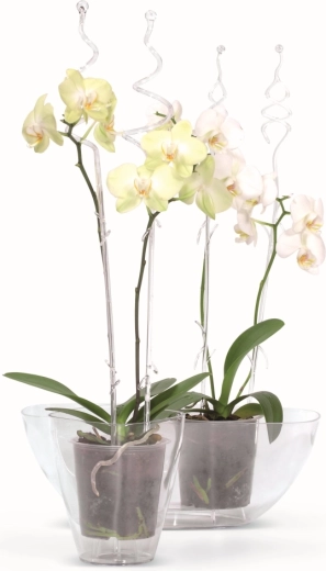 Ideal for growing orchids