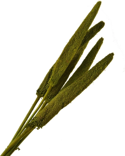 Green dried stem decor – decorative dried stems, 5 pcs