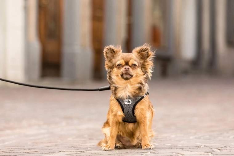 Practical add-ons: ring and poop bag dispenser