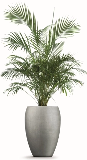 Space for healthy plant growth