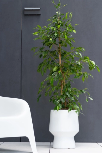 Smart insert for healthier roots