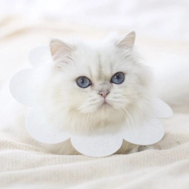 Мек защитен нашийник за животни - бял, размер L