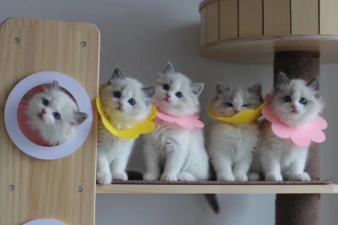 Мек следоперативен защитен яка за домашни любимци – розова, размер L