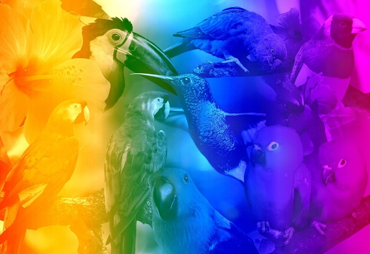Дървен пъзел с фигурки – Birds Gradient M, 200 части
