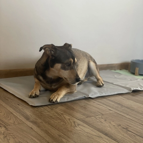 Лесна поддръжка и съхранение