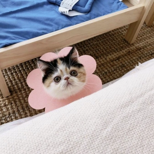 Практична за котки и кучета