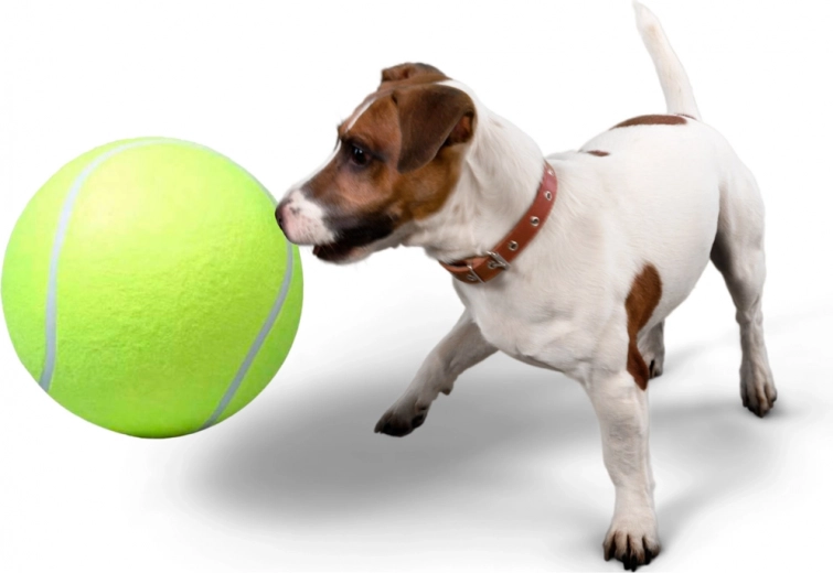 Идеална за апорт и обща интеракция