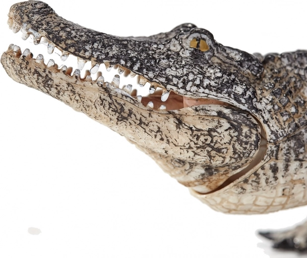 Сътрудничество с експерти