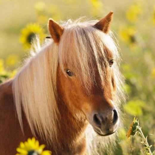 Красиви илюстрации, които мотивират за игра