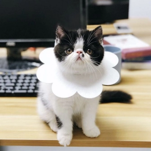 Подходящ за различни животни