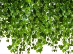 Gardlov Artificial Ivy – 50.4 m Garland