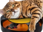 Interactive Cat Toy with Mouse